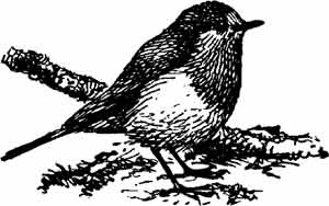 Иллюстрация к книге — Пернатые многоженцы [_107.jpg]