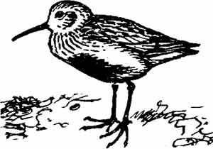 Иллюстрация к книге — Пернатые многоженцы [_108.jpg]