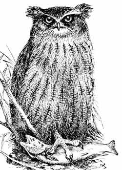 Иллюстрация к книге — Пернатые многоженцы [_11.jpg]