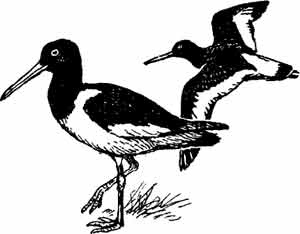 Иллюстрация к книге — Пернатые многоженцы [_110.jpg]