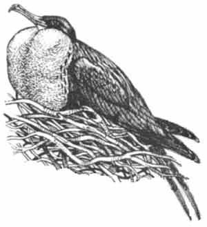 Иллюстрация к книге — Пернатые многоженцы [_112.jpg]