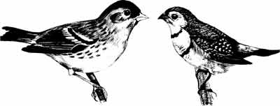 Иллюстрация к книге — Пернатые многоженцы [_113.jpg]