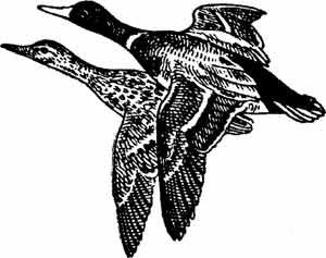 Иллюстрация к книге — Пернатые многоженцы [_114.jpg]