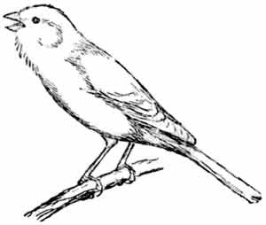 Иллюстрация к книге — Пернатые многоженцы [_115.jpg]