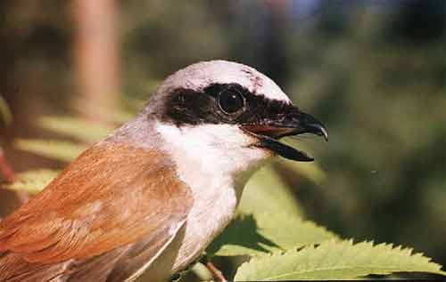 Иллюстрация к книге — Пернатые многоженцы [_120.jpg]