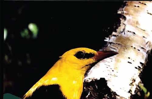 Иллюстрация к книге — Пернатые многоженцы [_121.jpg]