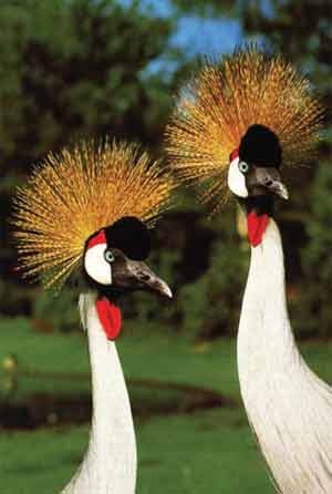 Иллюстрация к книге — Пернатые многоженцы [_122.jpg]