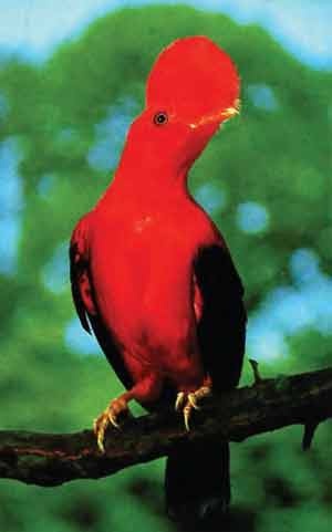 Иллюстрация к книге — Пернатые многоженцы [_123.jpg]