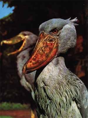 Иллюстрация к книге — Пернатые многоженцы [_125.jpg]