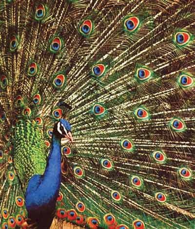 Иллюстрация к книге — Пернатые многоженцы [_126.jpg]