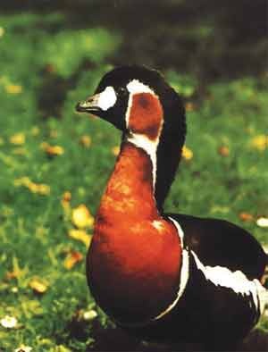 Иллюстрация к книге — Пернатые многоженцы [_127.jpg]