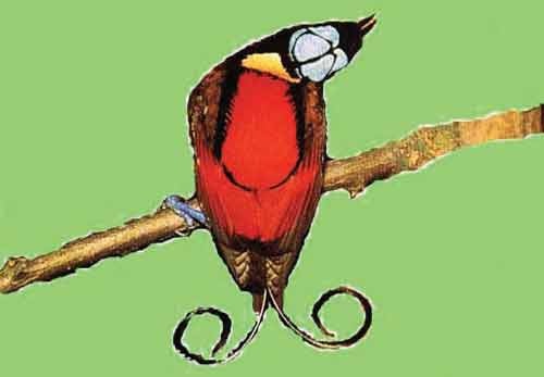 Иллюстрация к книге — Пернатые многоженцы [_128.jpg]