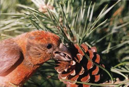 Иллюстрация к книге — Пернатые многоженцы [_129.jpg]