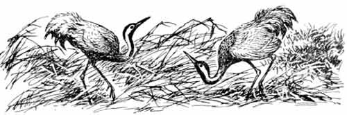 Иллюстрация к книге — Пернатые многоженцы [_13.jpg]