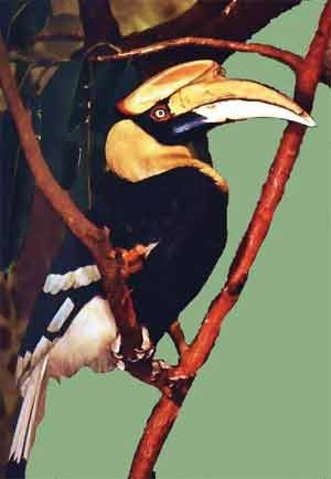 Иллюстрация к книге — Пернатые многоженцы [_130.jpg]