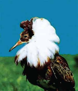 Иллюстрация к книге — Пернатые многоженцы [_131.jpg]