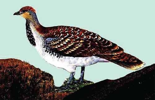 Иллюстрация к книге — Пернатые многоженцы [_132.jpg]