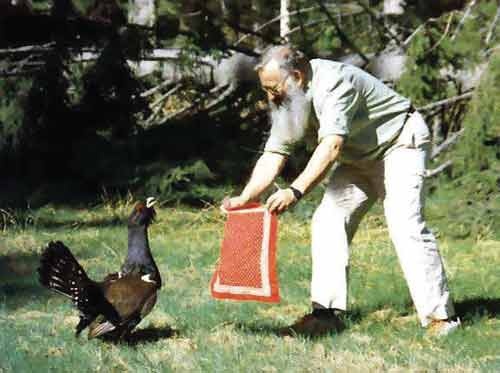 Иллюстрация к книге — Пернатые многоженцы [_133.jpg]