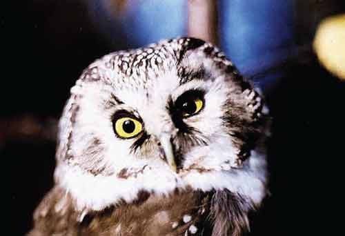 Иллюстрация к книге — Пернатые многоженцы [_135.jpg]