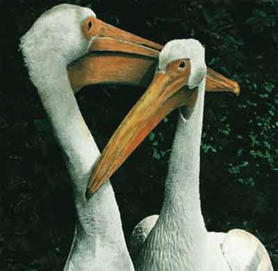 Иллюстрация к книге — Пернатые многоженцы [_136.jpg]