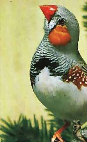 Иллюстрация к книге — Пернатые многоженцы [_137.jpg]