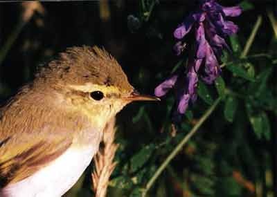 Иллюстрация к книге — Пернатые многоженцы [_138.jpg]