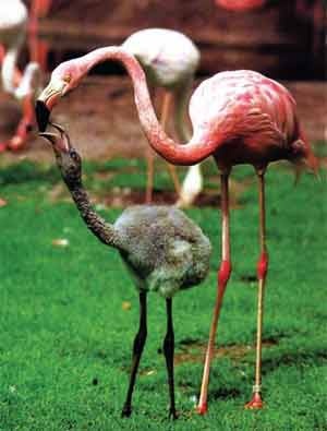 Иллюстрация к книге — Пернатые многоженцы [_139.jpg]