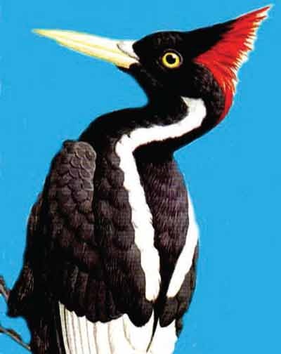 Иллюстрация к книге — Пернатые многоженцы [_140.jpg]