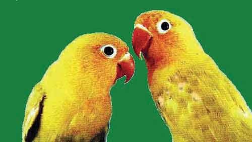 Иллюстрация к книге — Пернатые многоженцы [_142.jpg]