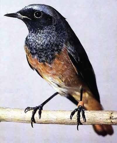 Иллюстрация к книге — Пернатые многоженцы [_143.jpg]