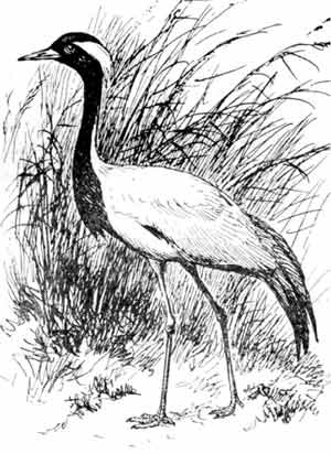 Иллюстрация к книге — Пернатые многоженцы [_15.jpg]