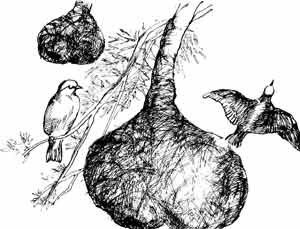 Иллюстрация к книге — Пернатые многоженцы [_17.jpg]