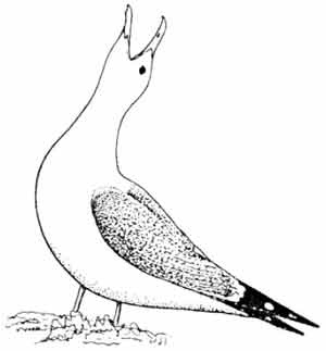 Иллюстрация к книге — Пернатые многоженцы [_24.jpg]