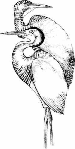 Иллюстрация к книге — Пернатые многоженцы [_26.jpg]