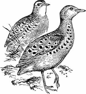 Иллюстрация к книге — Пернатые многоженцы [_27.jpg]