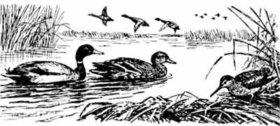 Иллюстрация к книге — Пернатые многоженцы [_31.jpg]