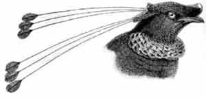 Иллюстрация к книге — Пернатые многоженцы [_35.jpg]