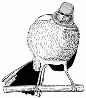 Иллюстрация к книге — Пернатые многоженцы [_40.jpg]