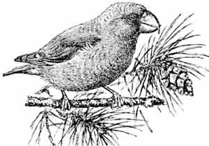 Иллюстрация к книге — Пернатые многоженцы [_41.jpg]