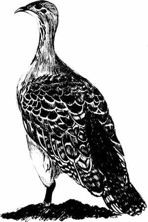 Иллюстрация к книге — Пернатые многоженцы [_46.jpg]