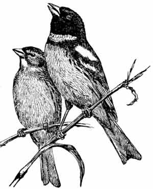 Иллюстрация к книге — Пернатые многоженцы [_48.jpg]