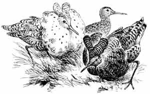 Иллюстрация к книге — Пернатые многоженцы [_49.jpg]