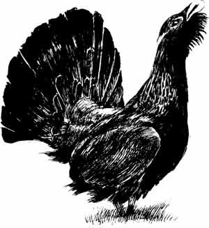 Иллюстрация к книге — Пернатые многоженцы [_54.jpg]