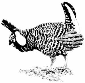 Иллюстрация к книге — Пернатые многоженцы [_55.jpg]