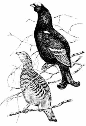 Иллюстрация к книге — Пернатые многоженцы [_56.jpg]