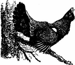 Иллюстрация к книге — Пернатые многоженцы [_57.jpg]