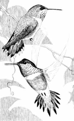 Иллюстрация к книге — Пернатые многоженцы [_59.jpg]