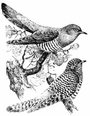 Иллюстрация к книге — Пернатые многоженцы [_65.jpg]