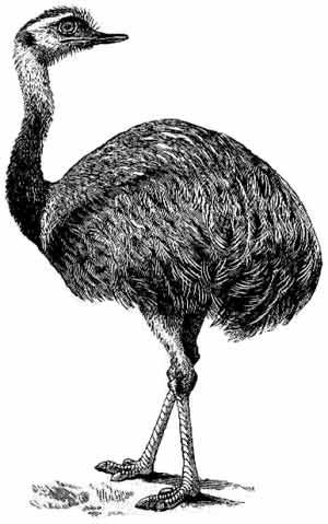 Иллюстрация к книге — Пернатые многоженцы [_66.jpg]