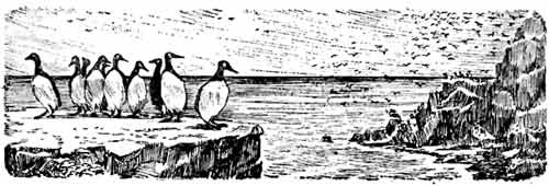 Иллюстрация к книге — Пернатые многоженцы [_67.jpg]